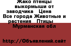 Жако птенцы выкормыши от заводчика › Цена ­ 1 - Все города Животные и растения » Птицы   . Мурманская обл.
